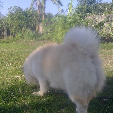 The backside of a dog with a very thick, fluffy coat, with a tail that curls up over his back smelling the ground