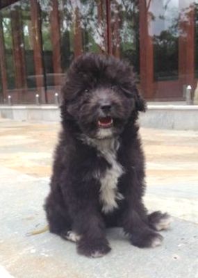 A small black puppy with a white chest and white tipped paws sitting down looking happy