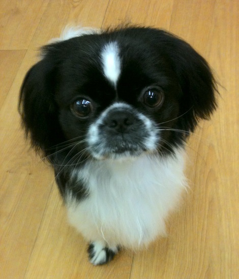 A little, long haired, black and white dog with ears that hang to the sides, wide round dark eyes, a black nose and a white chest sitting down