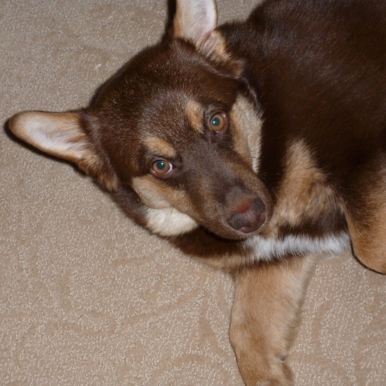 A brown and tan with white dog with short legs and large ears that stand up, brown eyes and a brown nose laying down