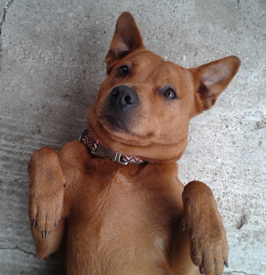 A red colored dog with a wide chest and muscular head with ears that stand up laying up-side-down waiting for a belly rub