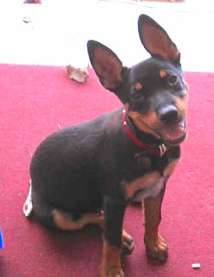 A small black and tan puppy with large standing ears, a black nose and dark eyes sitting down