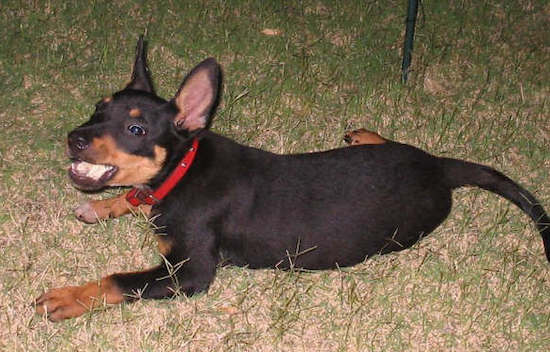 A small black and fawn puppy laying down in grass with a stick in his mouth