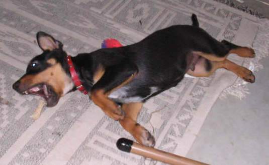 A little black and tan puppy all stretched out laying on the floor with toys all around him