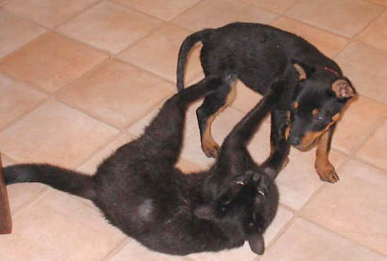 A little black and tan puppy playing with a black cat