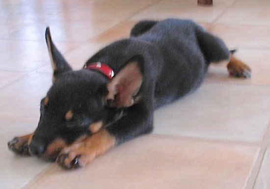 A little black and tan puppy with large ears that stand up laying stretched out on a kitchen floor