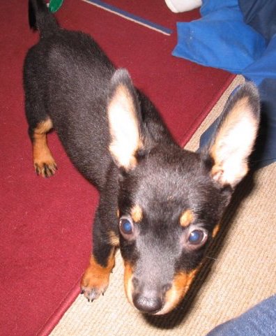 A black and fawn young puppy with large round eyes and large ears standing with his back end on a red carpet