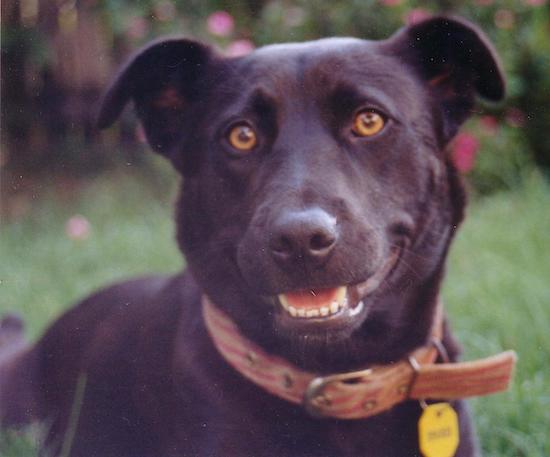 A thick-coated black dog with golden brown eyes, a black nose and rose ears that fold down at the tips laying down outside in grass