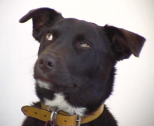 A black dog with v-shaped ears that fold over at the tips with white under her chin and on her neck looking up to the left