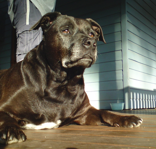 A thick-bodied, muscular black dog with white on his chest, a large neck and big head, brown eyes and black nose laying down on a porch