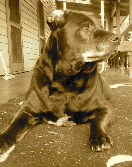 A black dog with a sepia filter on the picture laying on a porch looking to the right