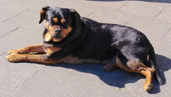 An overweight black and tan dog with a shiny  coat laying down outside