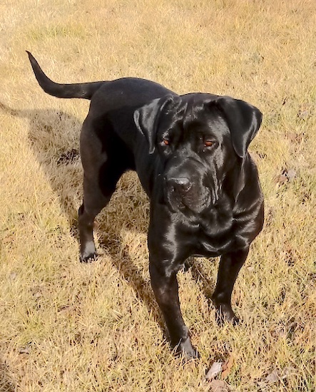 A short-haired, shiny-coated black dog with extra skin on her body, brown eyes and soft ears that hang to the sides standing in grass