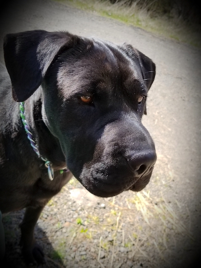 Close up head shot of a black dog with a large nose and a big boxy muzzle