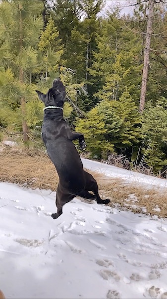 A big black dog jumping high up into the air with all four paws off the ground in a snowy field