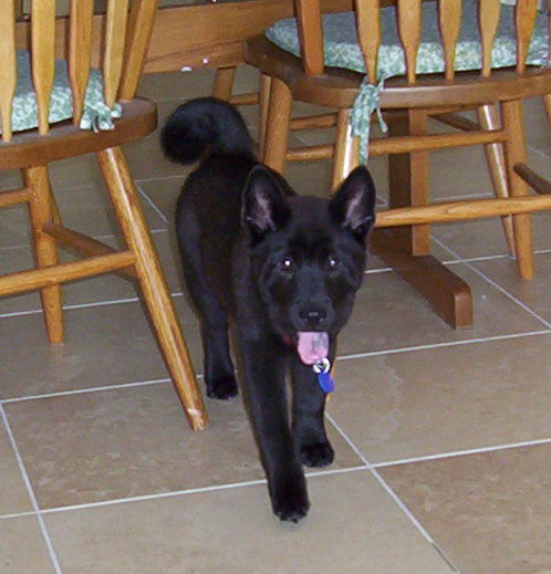 A black furry, soft coated puppy with black spots on his pink tongue peering out from under a kitchen table