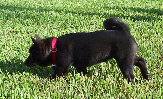 A black puppy with a ring tail and ears that point up in the air sniffing the ground in a grassy yard