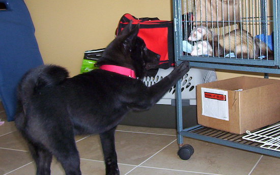 A fluffy little black puppy with his paw up on a cage that has two ferrets in it