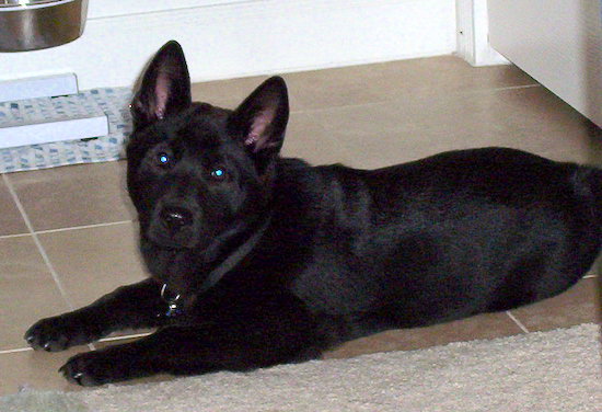 A thick bodied large breed black puppy laying down