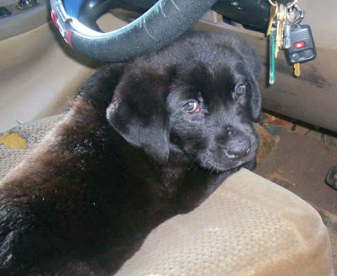 A little, shiny-coated black puppy with soft ears that fold down to the sides, a black nose and dark eyes laying in the drivers seat of a car