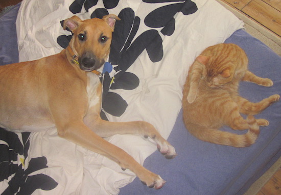 A big fawn dog with a white chest and a black muzzle laying down next to an orange tabby cat