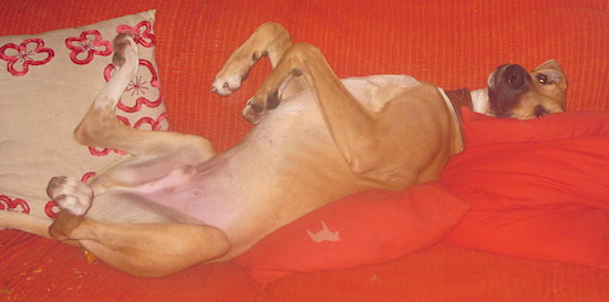 A large fawn dog with long legs sleeping belly-up on a red blanket