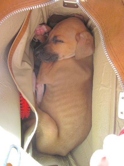 A little tan puppy sleeping inside a purse that is zipped open