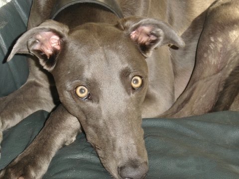 A silver-colored dog with a thin snout, yellow eyes and ears that stick out to the sides laying down