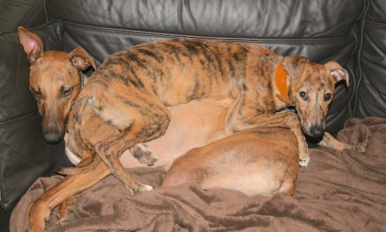 Two brindle, lanky dogs with rose ears laying piled up on a couch