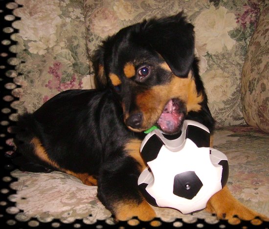 A small fluffy black and tan dog with soft fold over ears, dark eyes and a black nose chewing on a squeaky toy
