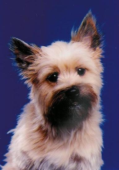 A long haired tan dog with ears that stand up to a point, a black snout, a black nose and dark round eyes
