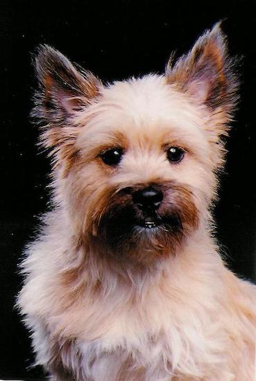 Upper body shot of a long haired tan dog with black ears and a dark snout sitting down with wide black eyes
