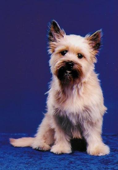 A thick-coated, long-haired, tan dog with small, dark, v-shaped ears that stand up and a black snout sitting down