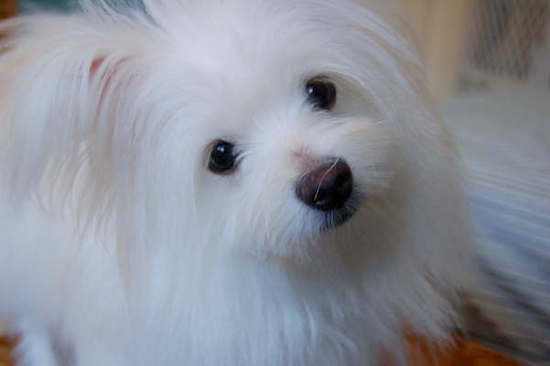 A longhaired white dog with dark round eyes and a black nose with ears that stick out to the sides with a lot of long fringe hair hanging from them