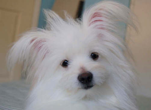 Close up head shot of a white fluffy dog with fringe ears that stick out to the sides with long hair flowing from them