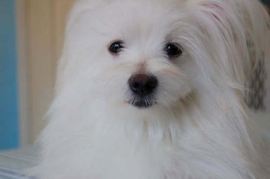 Close up head shot of a thick-coated white dog with a black nose, black lips and dark eyes