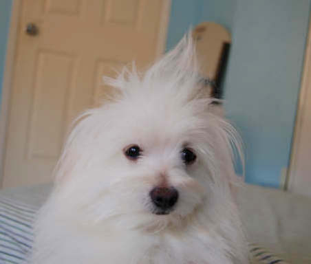 Close up head shot of a long-coated white, soft dog with the top knot sticking straight up in the air