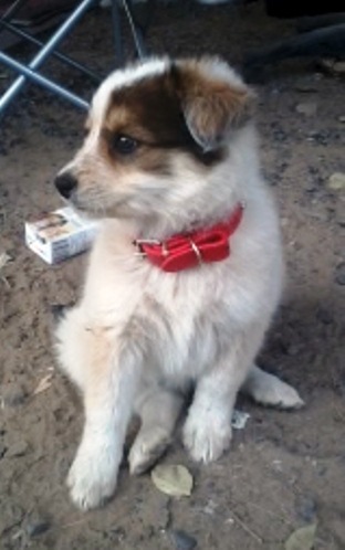 A little white, black and tan puppy with a thick coat and small fold over v-shaped ears sitting down looking to the left