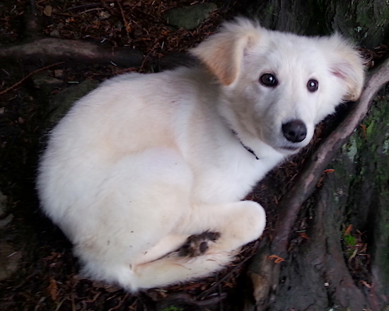 A white dog with tan highlights and tan v-shaped fold over ears, wide round black eyes and a black nose curled up next to a tree