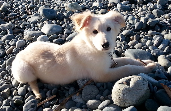 A thick-coated white dog with tan highlights, dark round eyes, v-shaped ears that fold over and a black nose laying down outside on smooth rocks