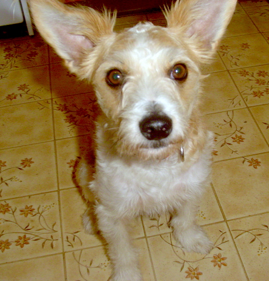 Close Up - A tan and white furry dog with ears that stand up to a point is sitting on a tiled floor.