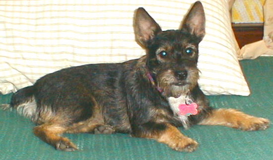 A black and tan dog with a beard and large perk ears with wide round eyes laying down on top of a green blanket on a bed
