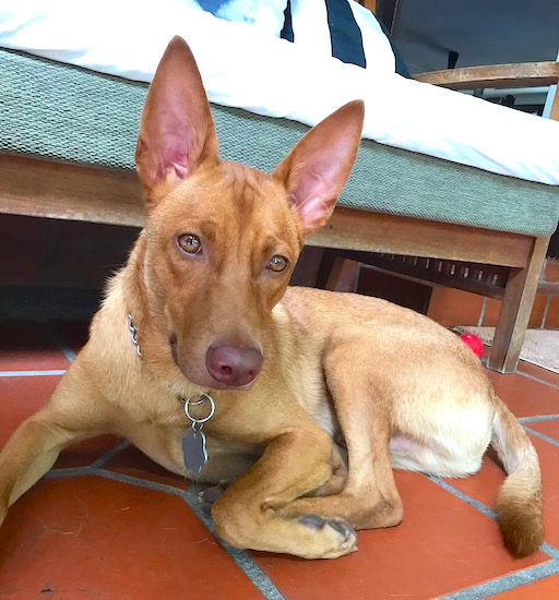 Close up of a shorthaired orange dog with large perk ears that stand up to a point, copper colored eyes, a brownis h pink nose and a long snout laying down