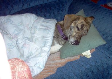 A brindle, tan and black dog with a white chest sleeping under the covers with her head on a green pillow