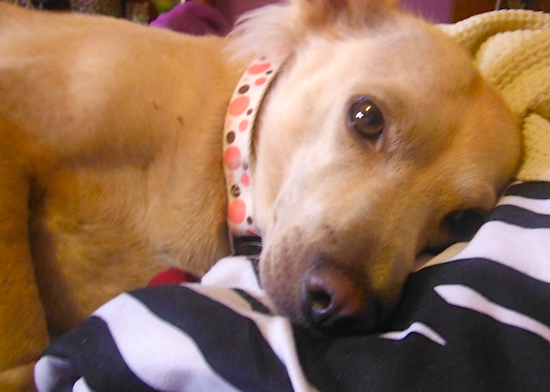 A short haired tan and cream colored dog with brown eyes and a brown nose laying down on her side