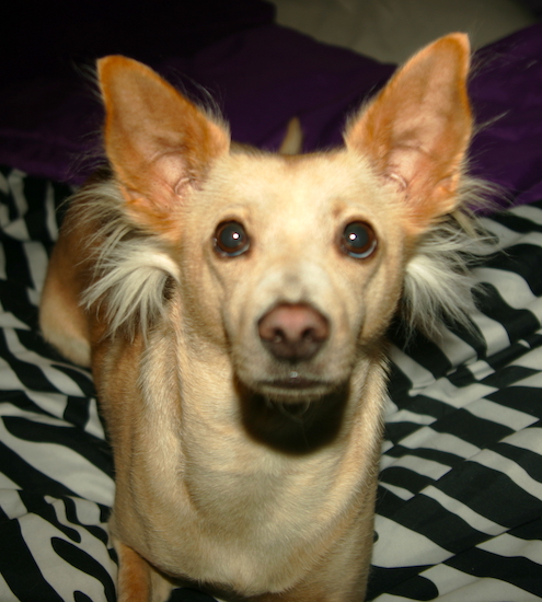 A tan dog with large stand-up ears, wide dark eyes, a brown nose, a short coat with longer cream colored hairs coming from under the back of the neck