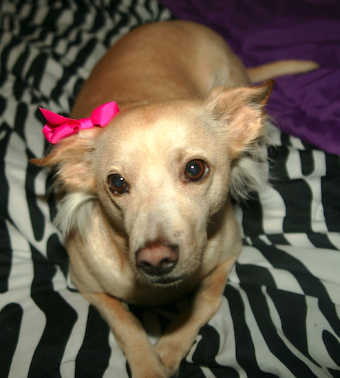 A short-coated tan dog with longer cream colored hair coming from under the ears, brown eyes and a brown nose laying down on a zebra striped blanket