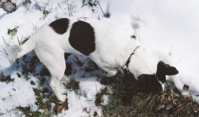 A black and white medium-sized dog with a black head, black patches on his back and a white tail digging in the snow