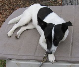 A black and white patched dog laying down on a plastic bin