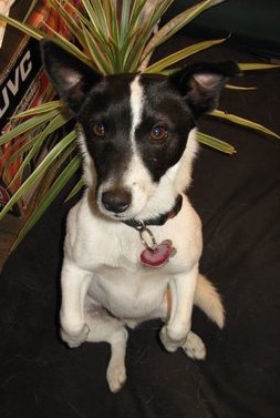A medium-sized dog with a black head and a white body sitting down in a begging pose with their front legs up in the air